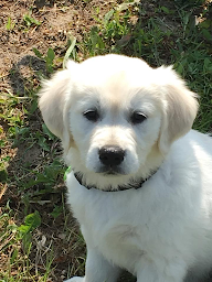 Photo n°33 de La Vallée Du Goldor à Arronville (Éleveur de chiens)