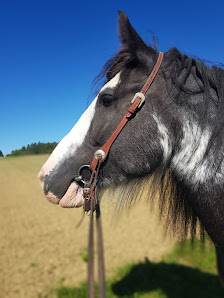 Tierheilpraktiker Nicoline Hannig Löffingen Fürstenbergstraße 17, 79843 Löffingen, Deutschland