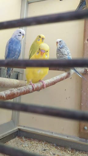 Zoo Samen Steinmann - Thumbnail