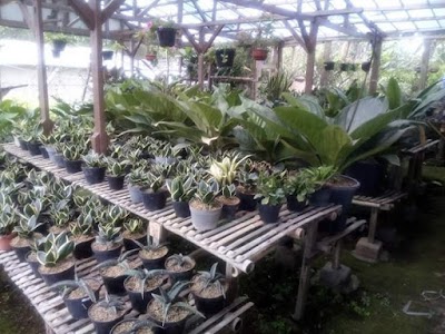 Photos of Minerva Florist