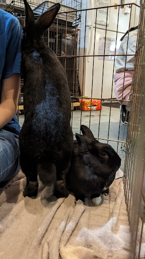 Special Bunny - house rabbit rescue & adoption