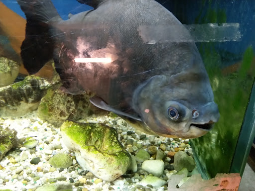Mini Aquarium