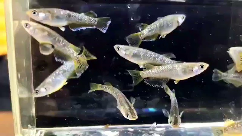 メダカのたかだ