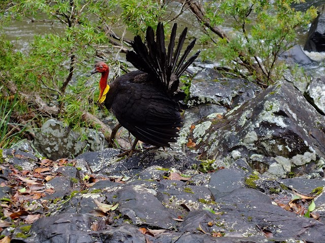Finch Hatton Gorge