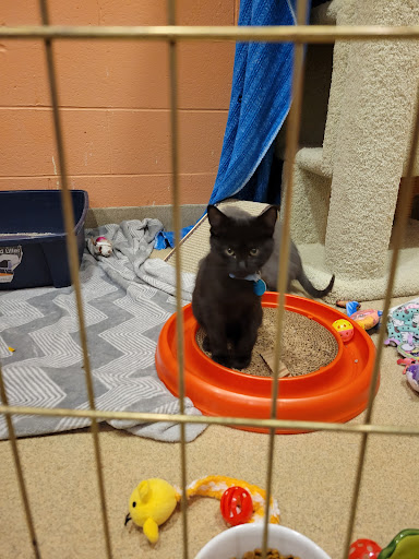 Humane Society Of Chittenden County Gallery - United States