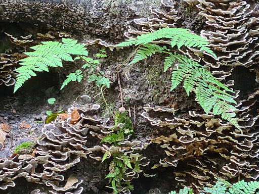 Het Fonteinbos - Stern - Thumbnail