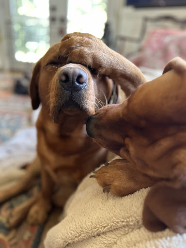 Sandy Hill Kennels Gallery - United States