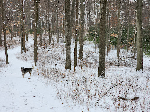 Comden-Towle Model Forest Gallery - United States