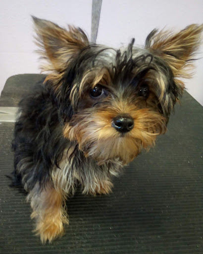 TLC Pets - Visual