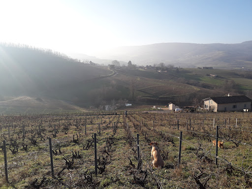 Photo de Domaine des Bois à Régnié-Durette (69430)