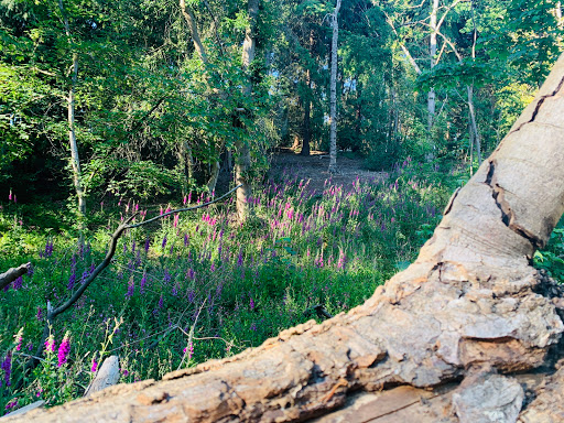 Chantry Wood Campsite - Thumbnail