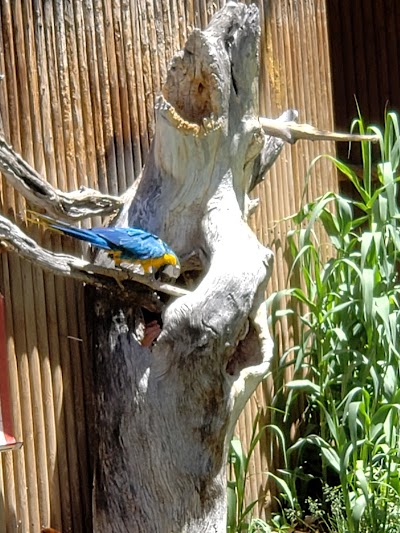 World of Flight Bird Show