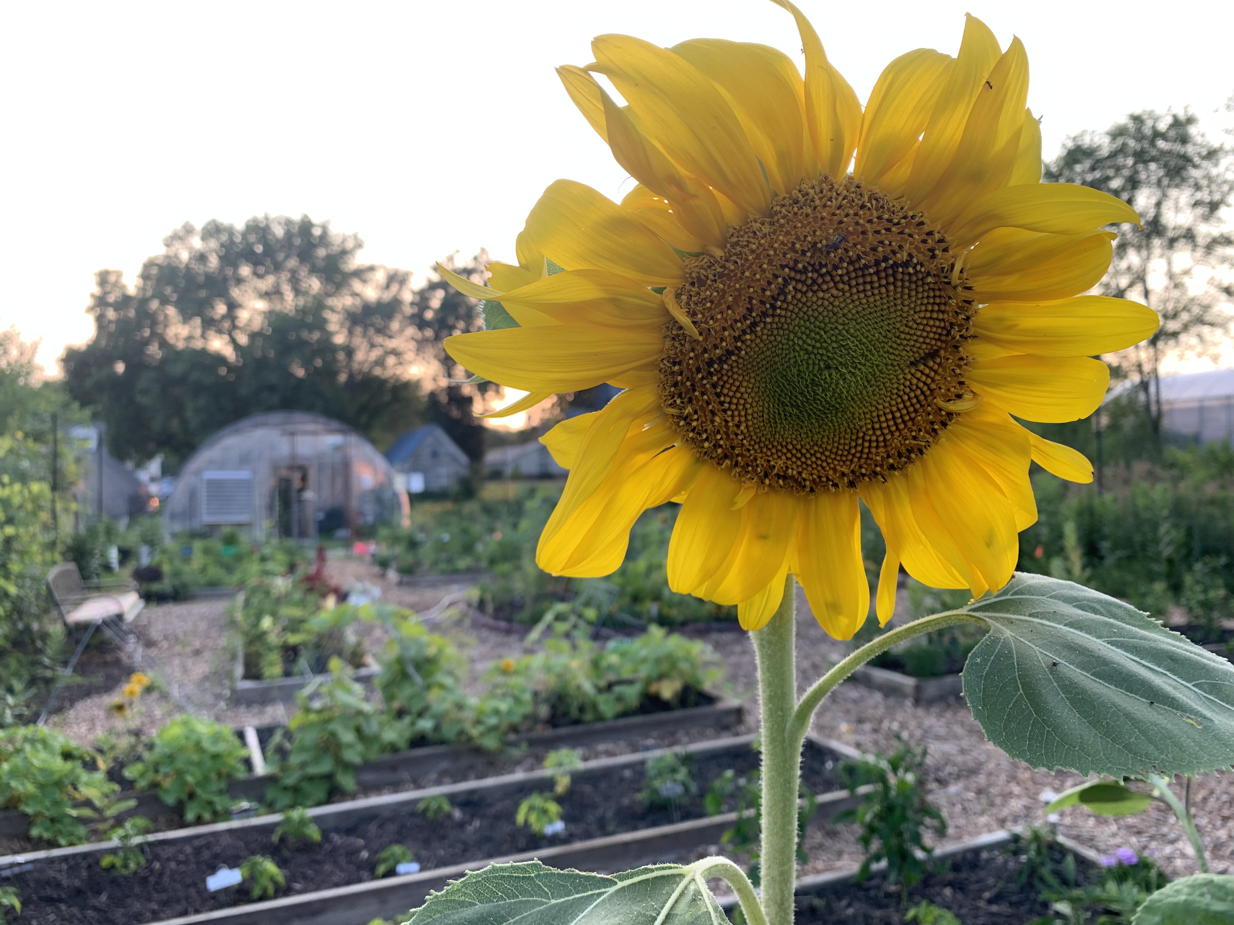 Grow With Me Gardens