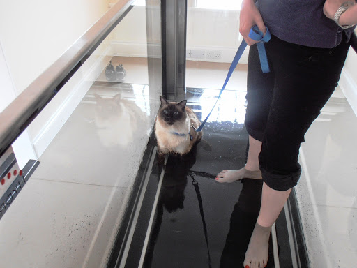 Active Pet - Thumbnail