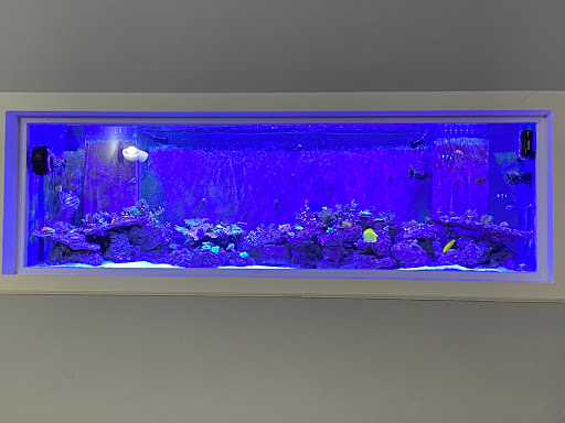 Blue Line Coral Gallery - United States
