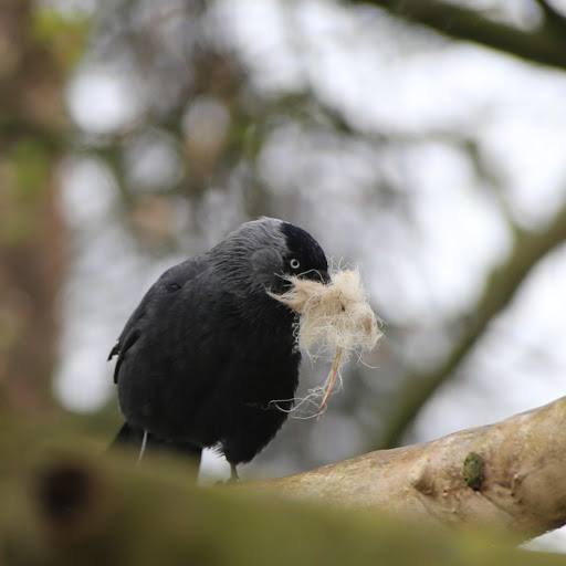 Tatton Park Bird Hide - Thumbnail