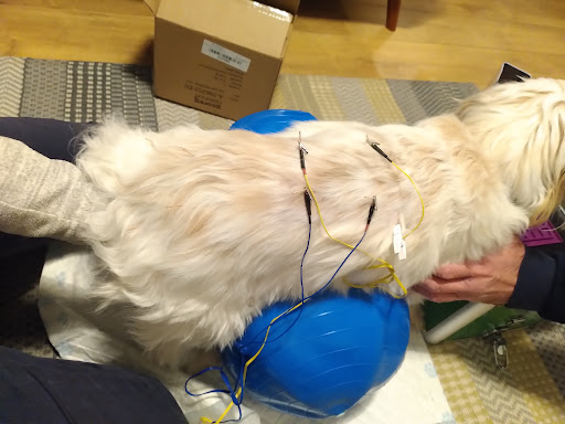 PetTherapy Veterinary Acupuncture & Integrated Pain Management - Thumbnail
