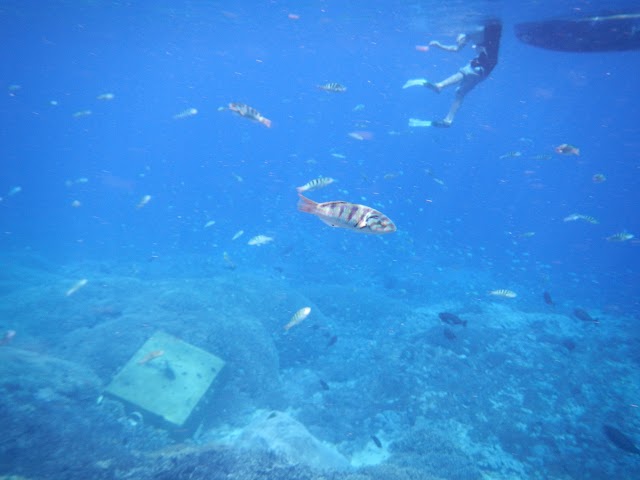 Mushroom Bay Beach