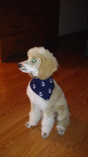 Pooches & Smooches Dog Grooming - Thumbnail