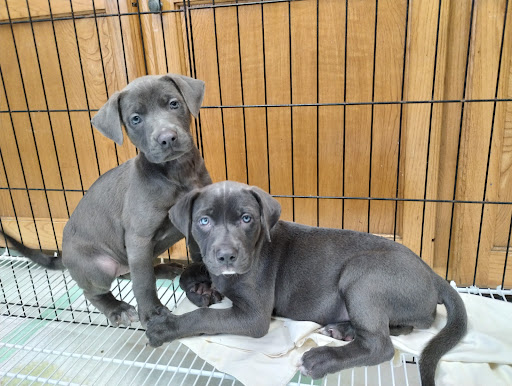 Livingston Parish Animal Shelter