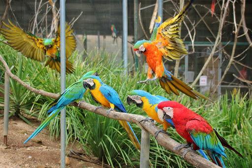 Maleny Botanic Gardens & Bird World - Australia