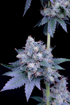 Photo of Theory Wellness: Brattleboro Recreational Cannabis Dispensary