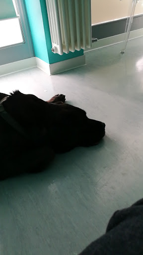 Clinica Veterinaria Mercurio dei Dr.Associati E. Polveroni e A.Milici - Thumbnail