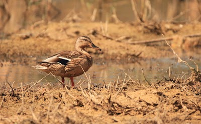Photos of محمية طبيعية المقطع