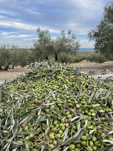 La Biodiversa Aceite de Oliva - Thumbnail