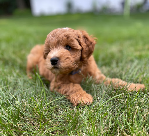 Artisan Miniature Goldendoodles And Bernedoodles - Thumbnail