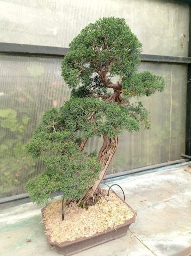 Il Museo Del Bonsai - Thumbnail