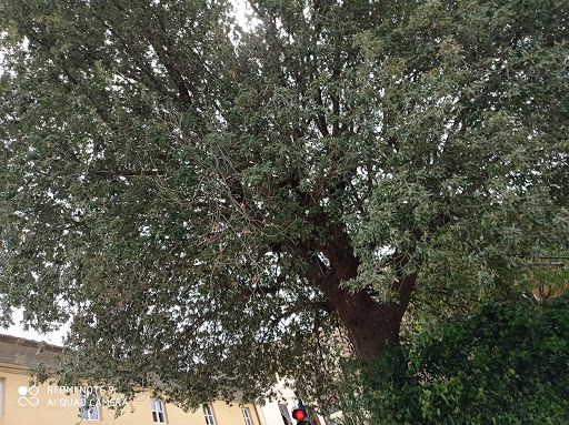 Albero centenario di Lorenzana