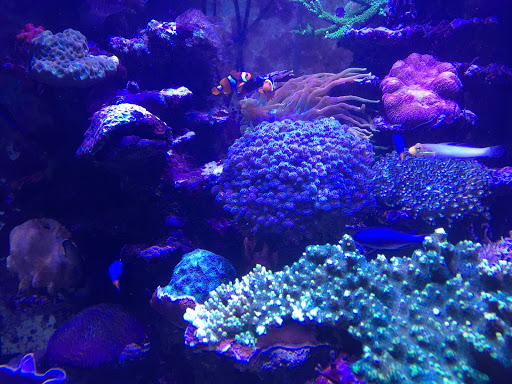 Meerwasseraquaristik Nufer - Thumbnail