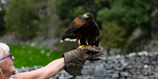 Settle Falconry - Visual
