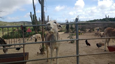 Photos of Donkey Sanctuary Aruba