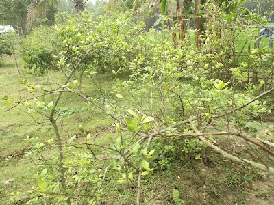 Photos of Dew Litchi Garden