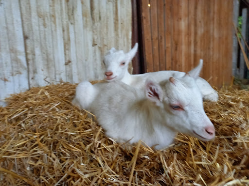 Photo 7 - Les Délices de Tramoyes