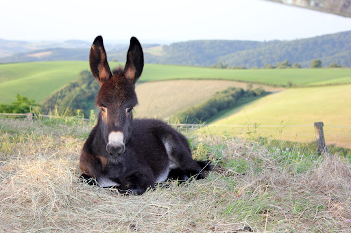 Photo de La petite ferme de Pouillon à Pouillon (40350)
