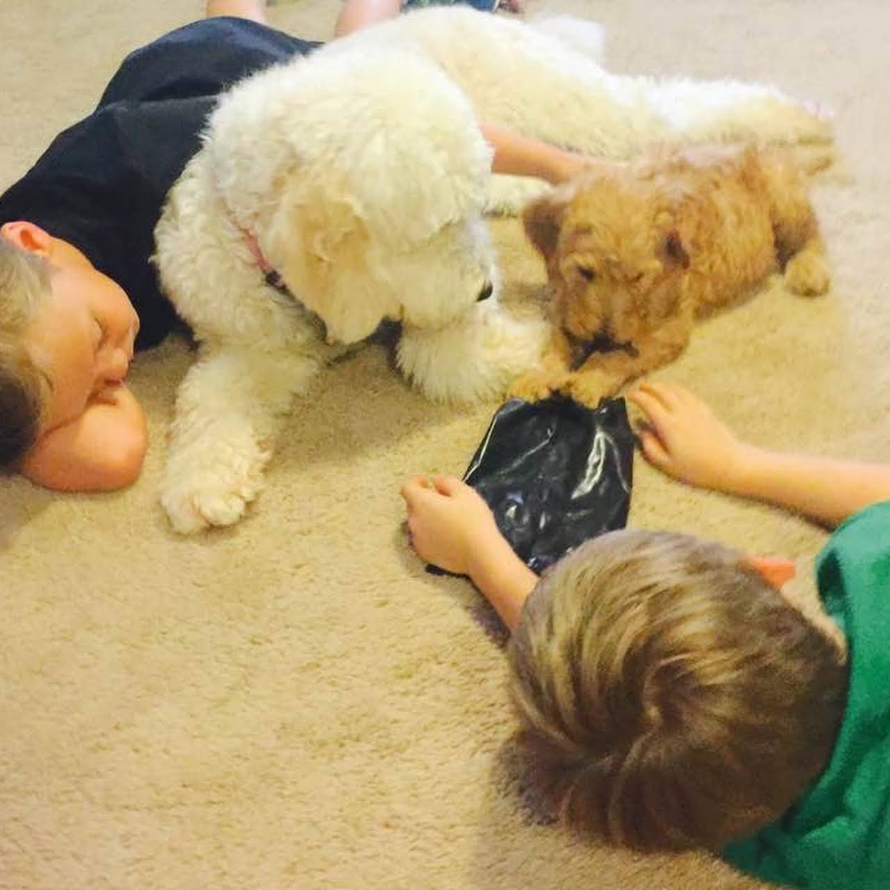 Tennessee Goldendoodles Pet Adoption Service in Clarksville