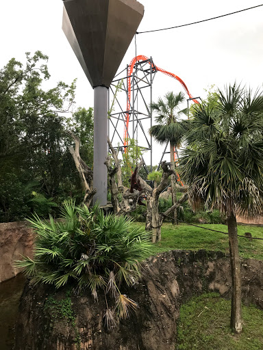 Orangutan Habitat