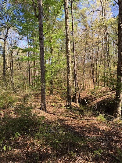 Kisatchie Hills Wilderness