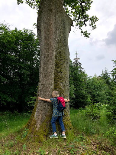 Naturdenkmal Traubeneiche