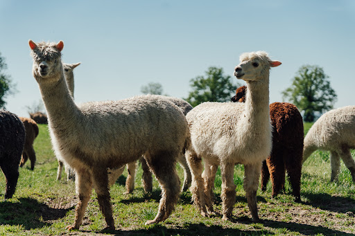 LES LAMAS DU TILLOUX