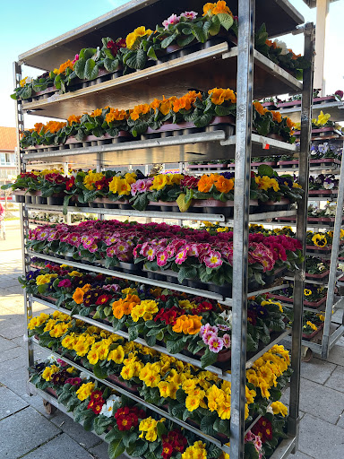HH Blumen und Pflanzen