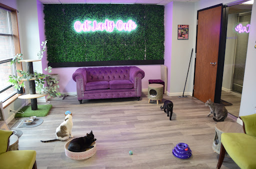 The Cat Lady Cafe South Bend - Thumbnail