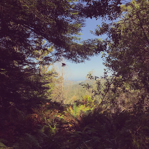 freebird bodywork & forest bathing