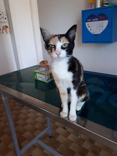 Ambulatorio Veterinario Dott.ssa Alessandra Cervigni