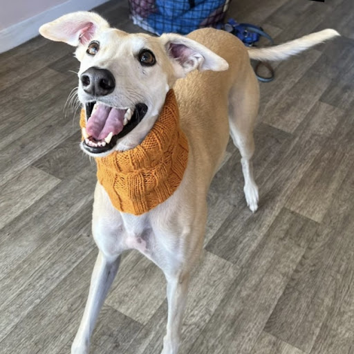 Henderson Hound - Thumbnail
