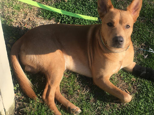 Albemarle Animal Hospital - Thumbnail
