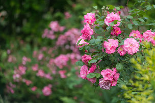 Photo n°13 de Chambre d'hôtes du Bois de Bonance - Baie de Somme à Port-le-Grand (Chambre d'hôtes)
